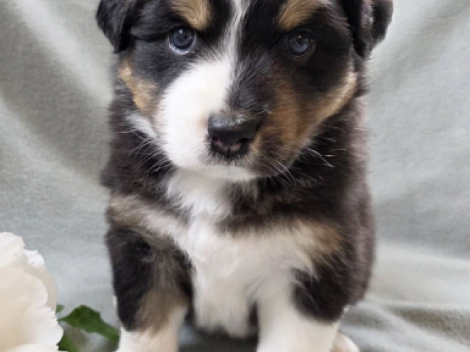 Australian Shepherd puppy for sale