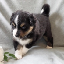 Bonneville, tricolor Australian Shepherd for sale