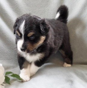 Australian Shepherd puppy for sale