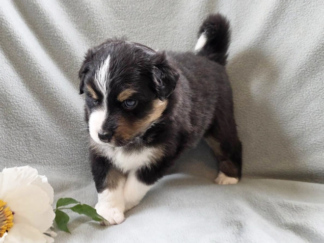 Australian Shepherd puppy for sale