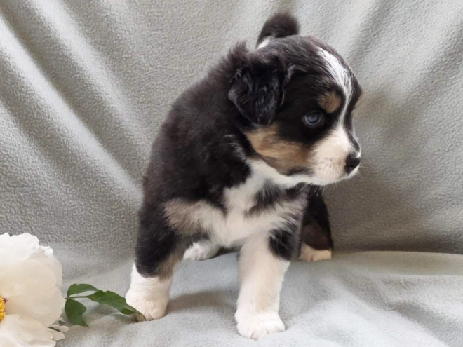 Australian Shepherd puppy for sale