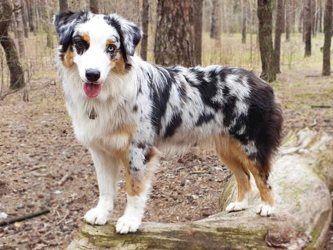 Australian Shepherd puppy for sale