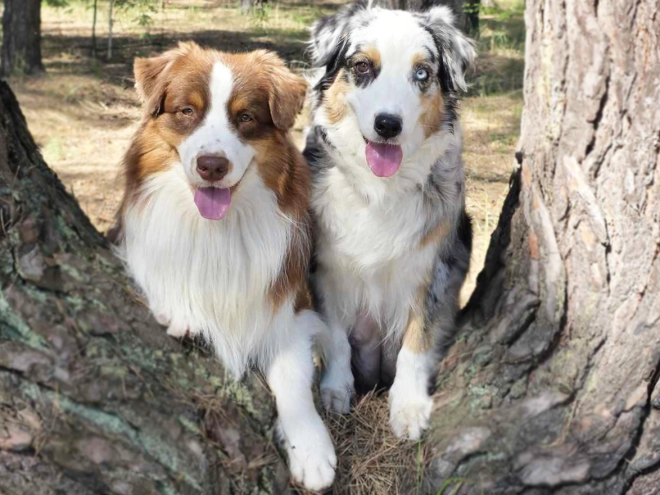 Australian Shepherd puppy for sale