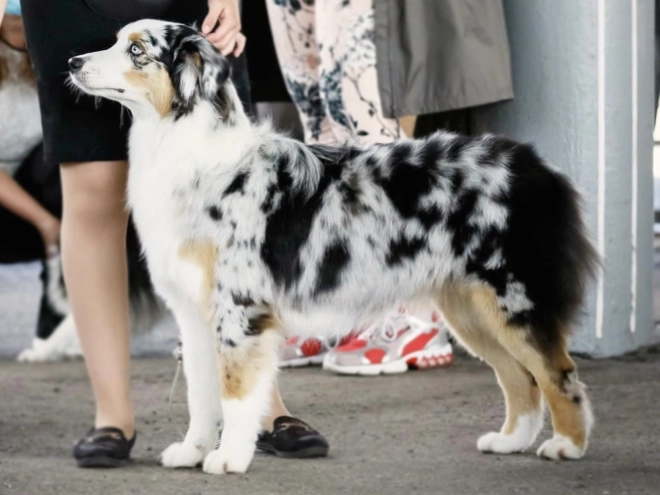 Australian Shepherd puppy for sale