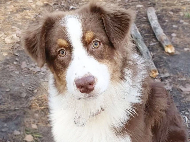Australian Shepherd puppy for sale