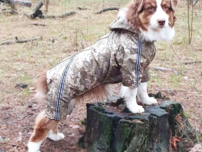 Australian Shepherd puppy for sale