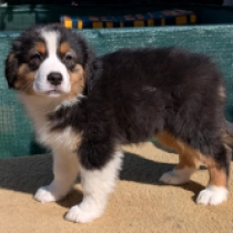 Endeavor, black tricolor Australian Shepherd Welpen kaufen