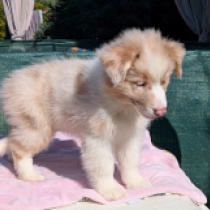 Kylie Minogue, merle Australian Shepherd for sale