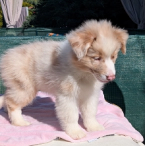 Australian Shepherd puppy for sale