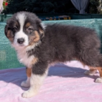 Astra, black tricolor Australian Shepherd Welpen kaufen