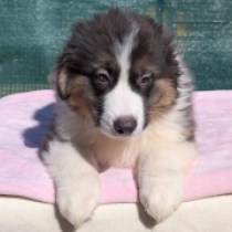 Bear, black tricolor Australian Shepherd Welpen kaufen