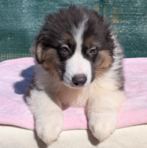 Australian Shepherd puppy for sale