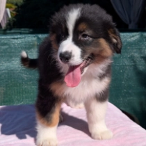 Oasis, black tricolor Australian Shepherd Welpen kaufen