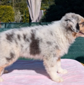 Australian Shepherd puppy for sale
