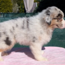 Rogue, merle Australian Shepherd Welpen kaufen