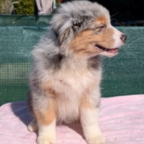 Stryker, merle Australian Shepherd Welpen kaufen