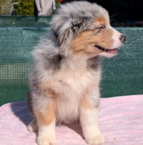 Australian Shepherd Welpe kaufen