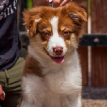 Ceres, red tricolor Pastor Australiano en venta