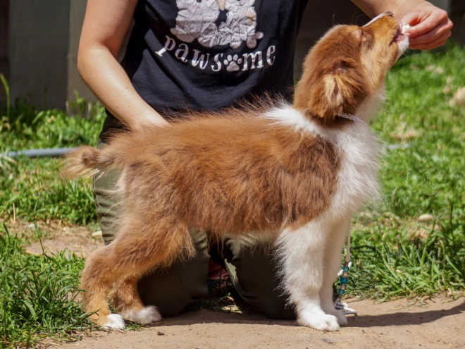 Australian Shepherd Welpe kaufen