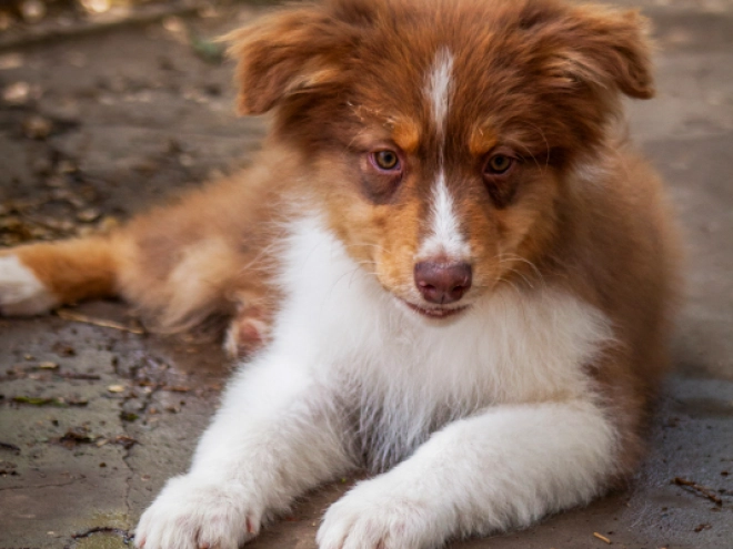 Australian Shepherd Welpe kaufen