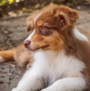 Australian Shepherd puppy for sale