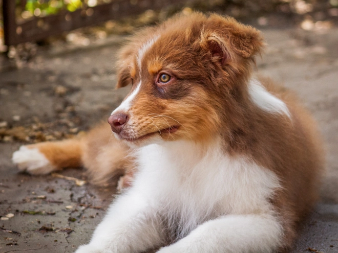 Australian Shepherd Welpe kaufen