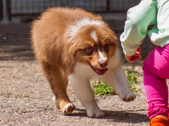 Australian Shepherd Welpe kaufen