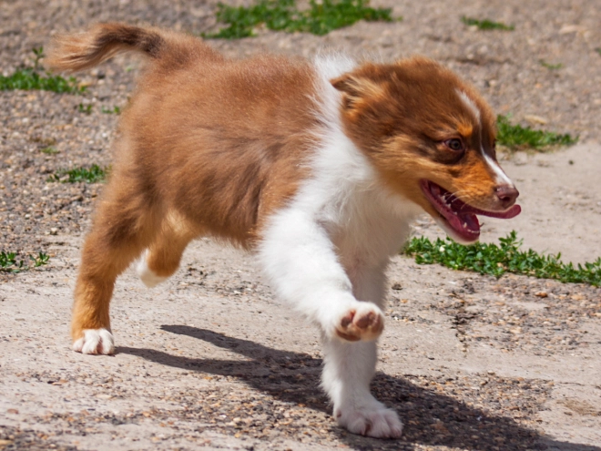 Australian Shepherd Welpe kaufen