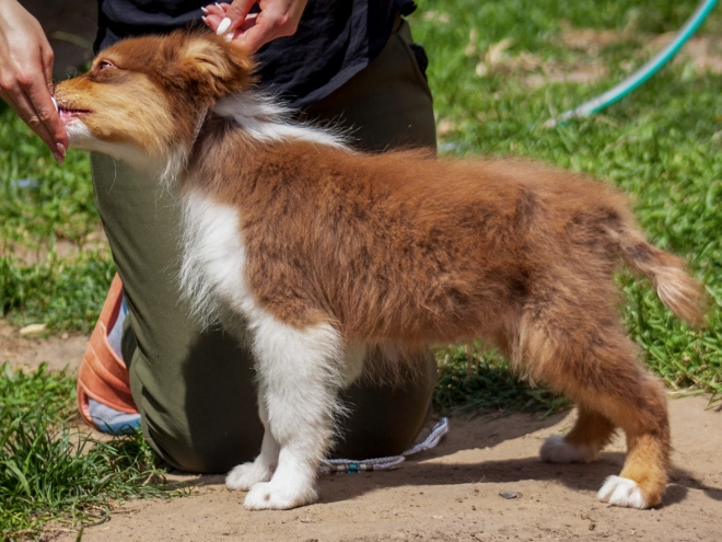 Australian Shepherd Welpe kaufen