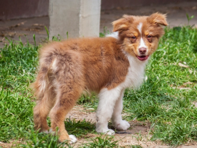 Australian Shepherd Welpe kaufen