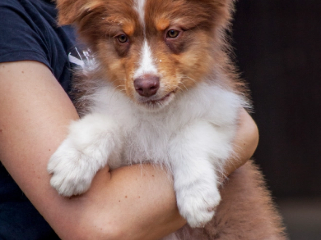 Australian Shepherd Welpe kaufen
