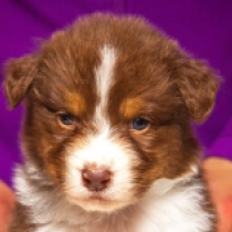 Achieva, red tricolor Australian Shepherd for sale