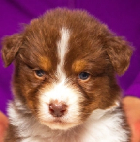 Perros Pastor Australiano en venta