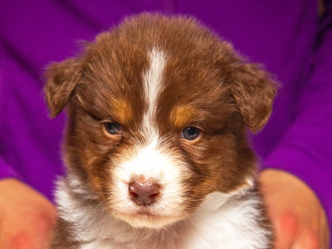 Australian Shepherd puppy for sale