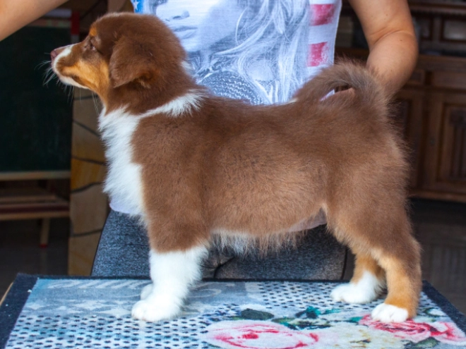 Australian Shepherd puppy for sale