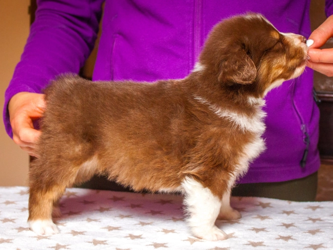 Australian Shepherd puppy for sale