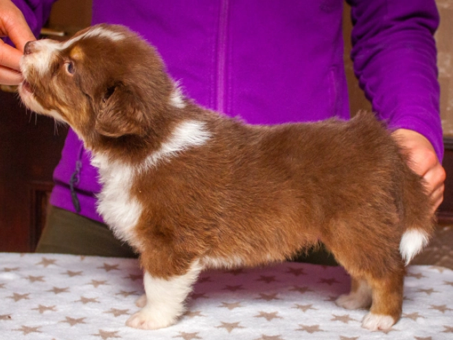 Australian Shepherd puppy for sale