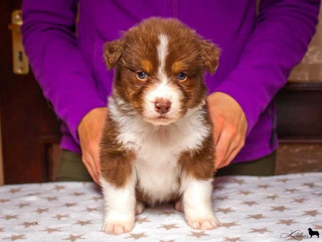 Australian Shepherd puppy for sale
