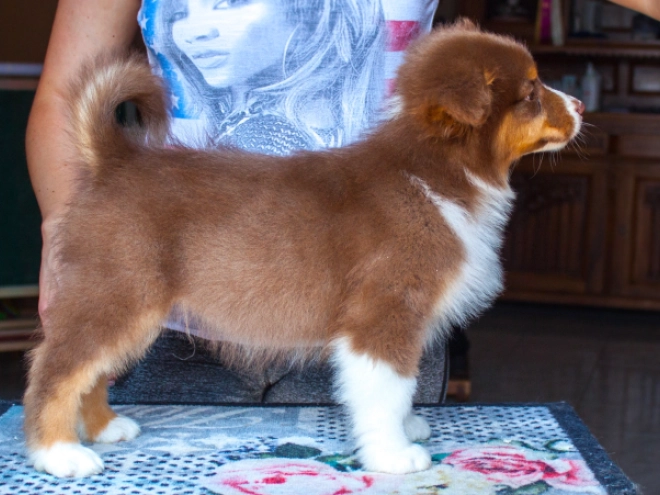 Australian Shepherd puppy for sale