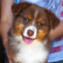 Achieva, red tricolor Pastor Australiano en venta