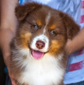 Australian Shepherd puppy for sale