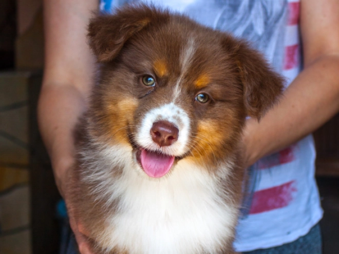 Australian Shepherd puppy for sale