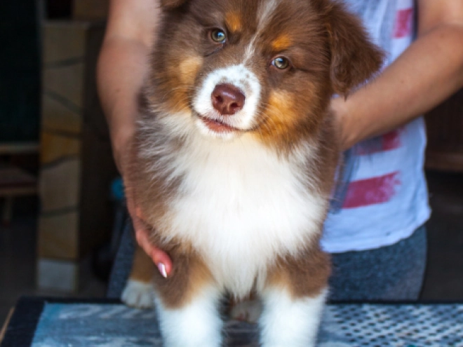 Australian Shepherd puppy for sale
