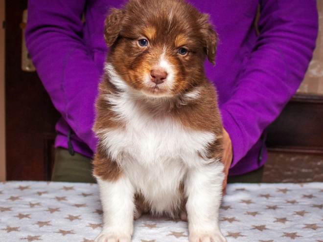 Australian Shepherd Welpe kaufen