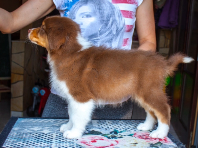 Australian Shepherd Welpe kaufen