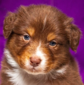 Perros Pastor Australiano en venta