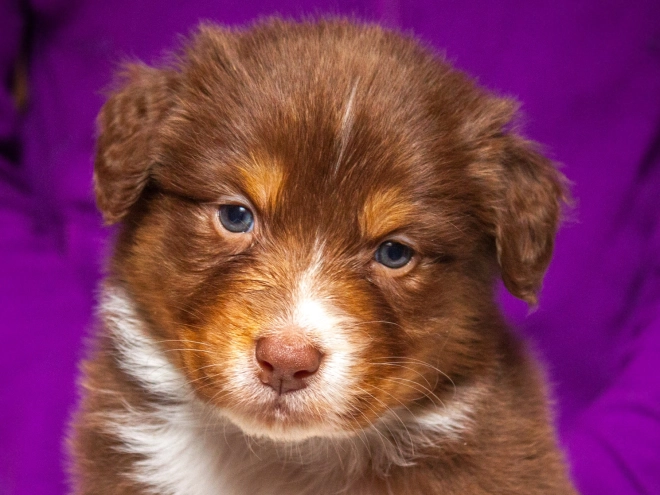 Australian Shepherd Welpe kaufen