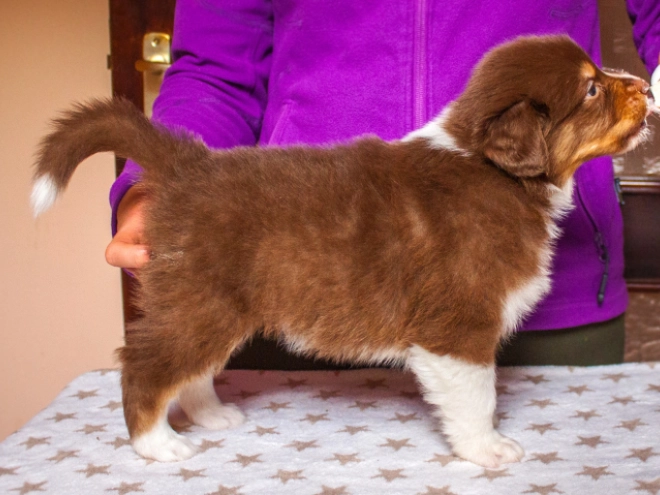 Australian Shepherd Welpe kaufen