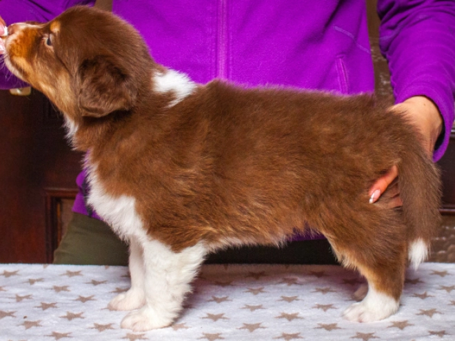 Australian Shepherd Welpe kaufen