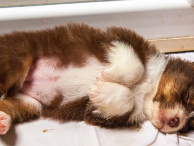 Australian Shepherd Welpe kaufen